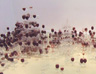 Untitled, wine glasses, pigment, water, dimensions variable